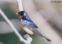 Hirundo rustica